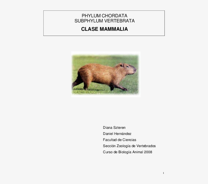Mammalia Animal Superior Reproduccion Animales Png - Capybara, transparent png
