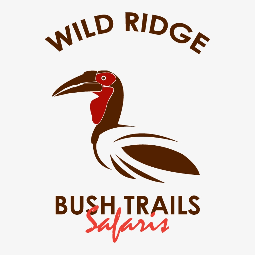 Wild Ridge Bush Trails Safaris - Piciformes, transparent png