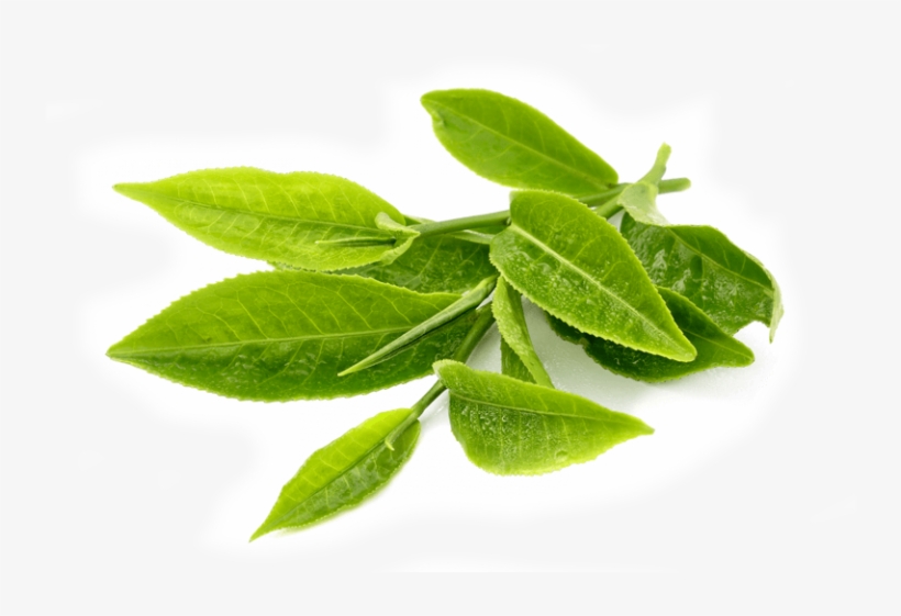 Green Tea Leaves Transparent Background, transparent png
