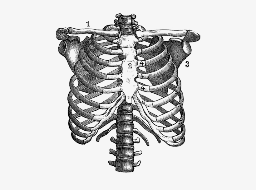 Click And Drag To Re-position The Image, If Desired - Rib Cage Anatomical Drawing, transparent png