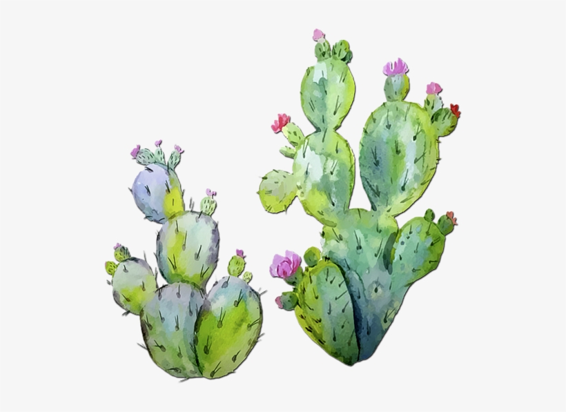 600 X 600 5 - Prickly Pear Cactus Watercolor, transparent png
