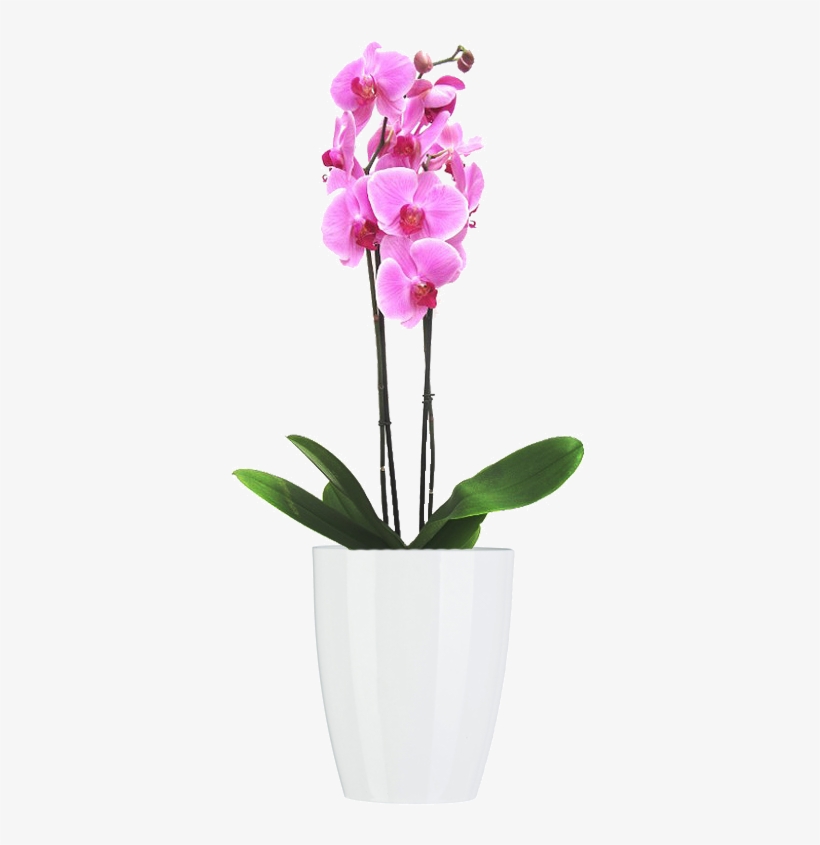 Materas Y Plantas - Orquidea Rosa, transparent png