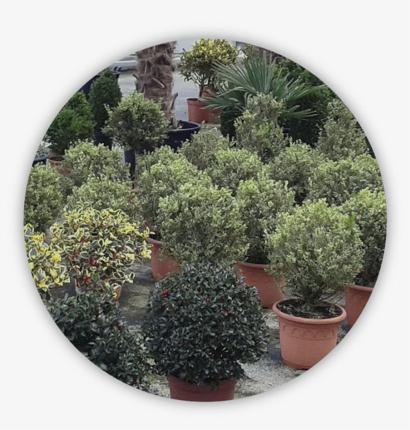 Plantas - Taxus Baccata, transparent png