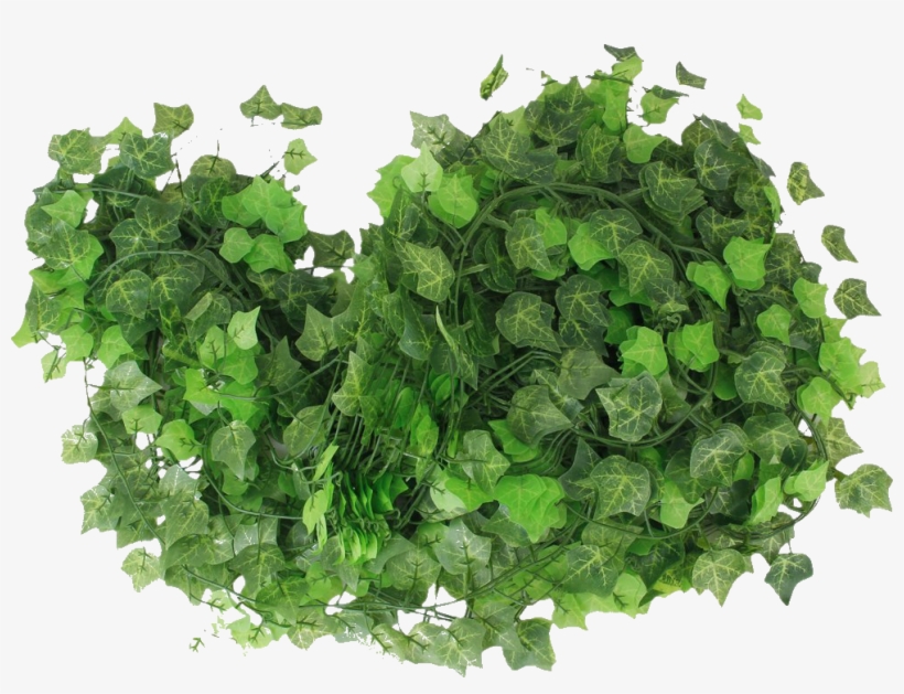 Fondo,tube,clipart - Common Ivy, transparent png