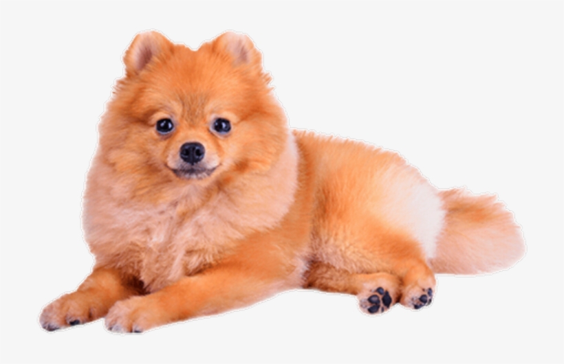 German Spitz Mittel, transparent png