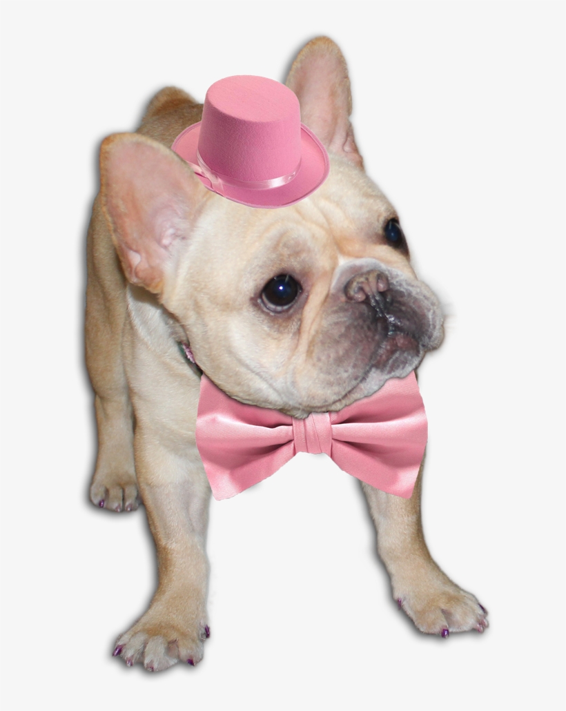 Cão Feliz Em Png - French Bulldog, transparent png