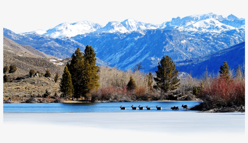 Snow, transparent png