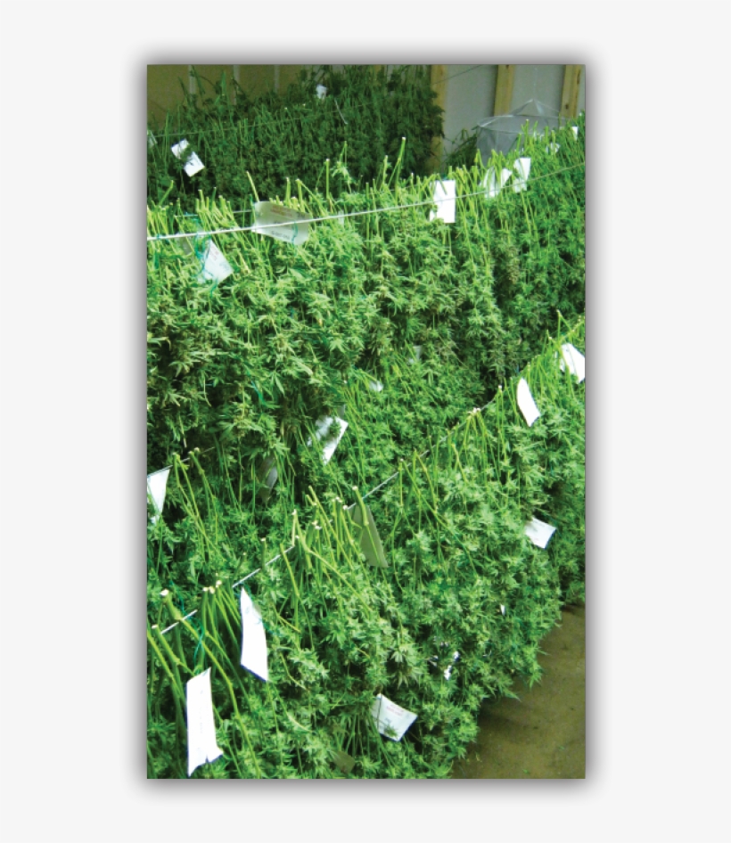 Building Efficiency Into The Physical And Logistical - Cannabis Harvest, transparent png