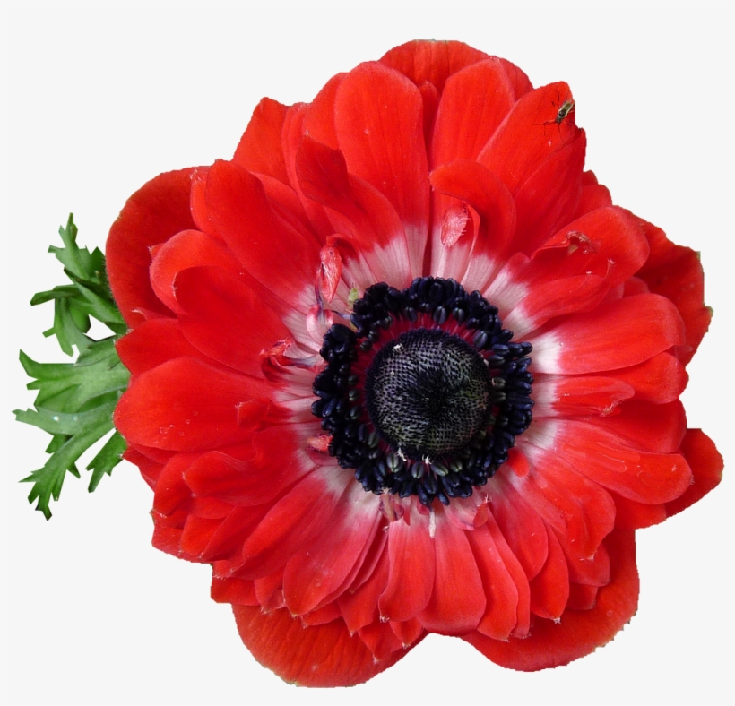 Japanese Anemone Flower - Japanese Anemone Red, transparent png