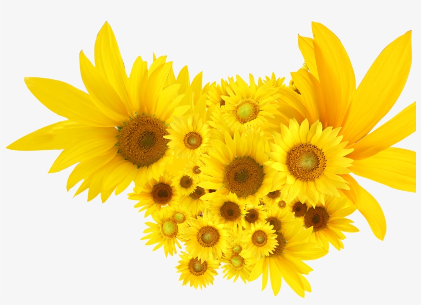 Sunflowers Common Sunflower Clip Art - Common Sunflower, transparent png