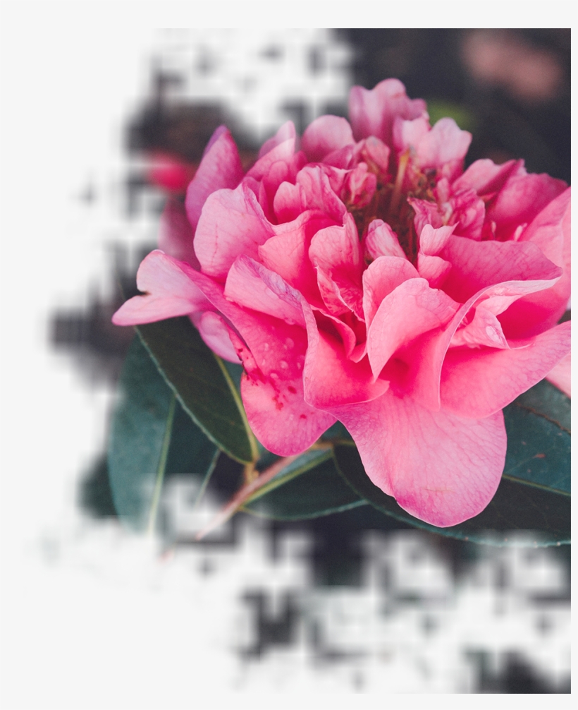 Our Wedding Florist Offers Stunning Flowers At Wholesale - Garden Roses, transparent png