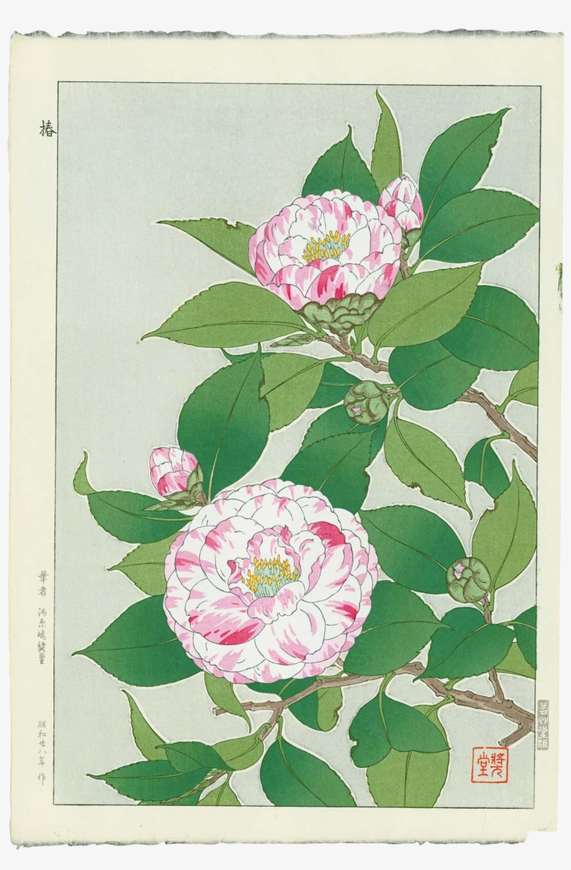 Banner Freeuse Download Shodo Kawarazaki Camellias - Japanese Camellia Flower Drawings, transparent png