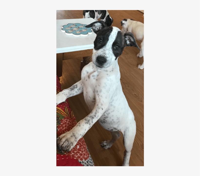 Photo Of Mint Leaf - Treeing Feist, transparent png
