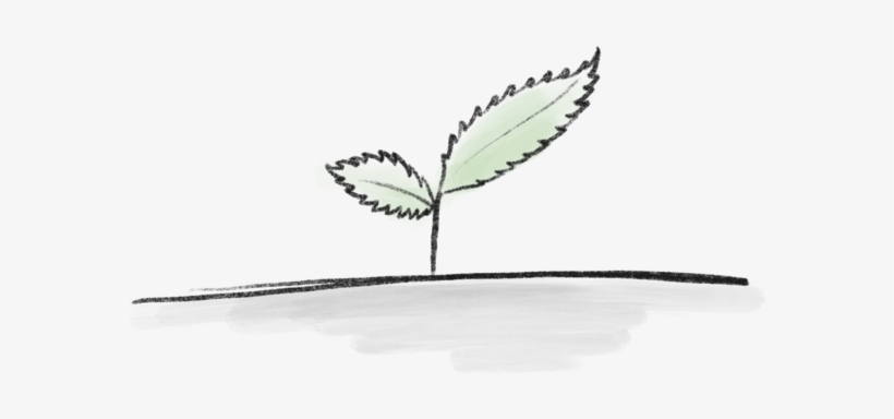 Mint-1 - Illustration, transparent png