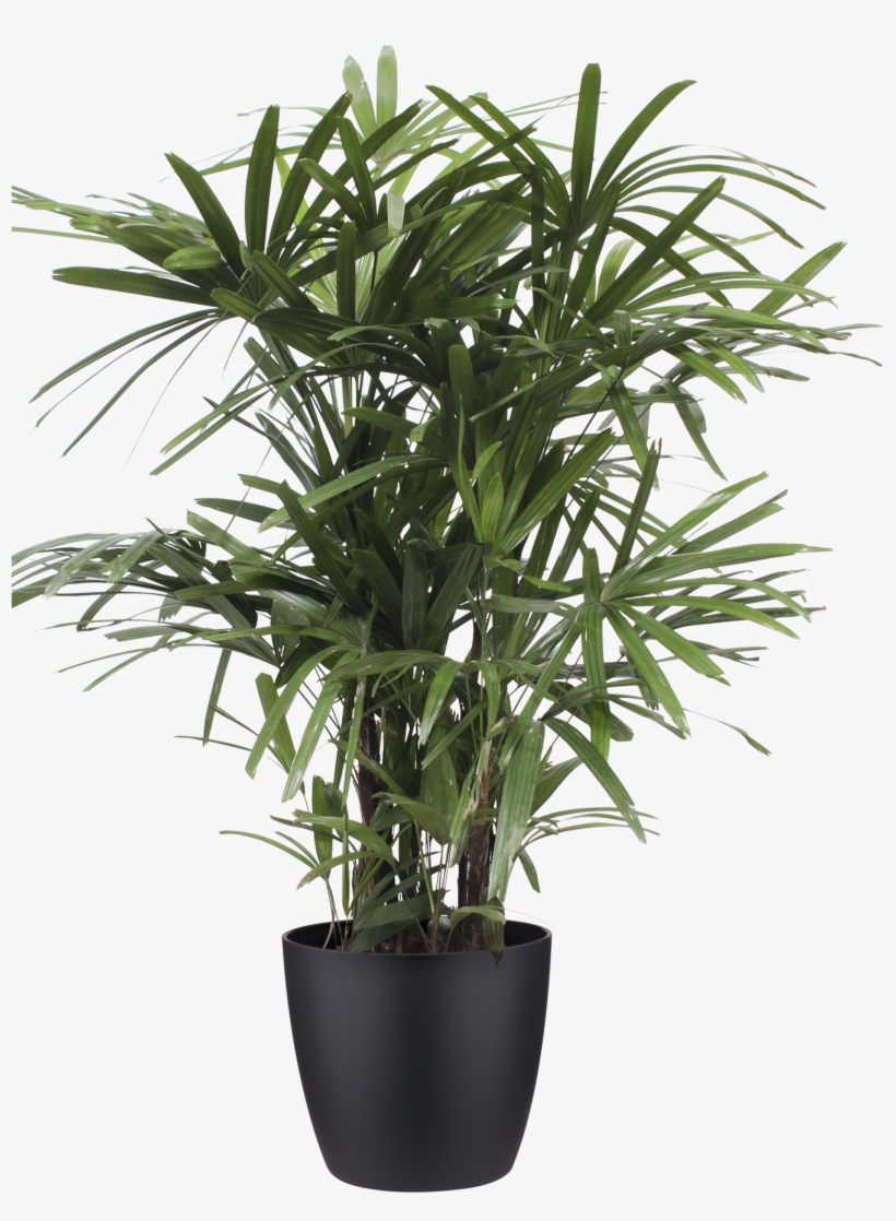 Previous - Next - Bamboo Pot Plant, transparent png