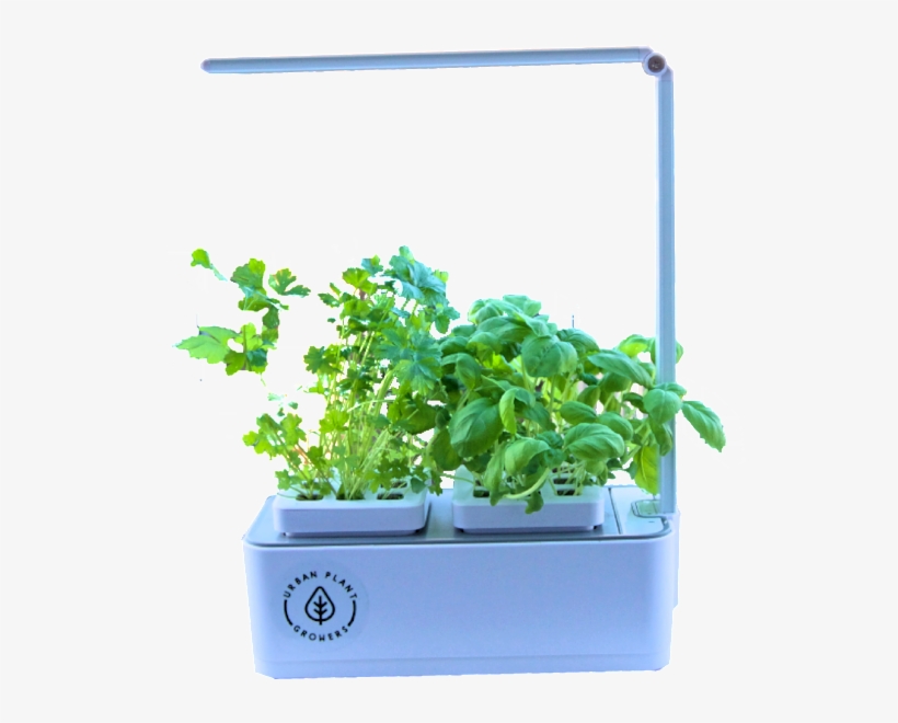 Smart Garden Basil And Coriander Seeds One Year Nutrient - Flowerpot, transparent png