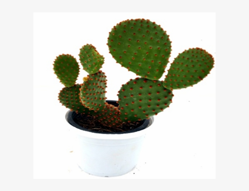Opuntia Microdasys Subsp - Cactus Plants, transparent png