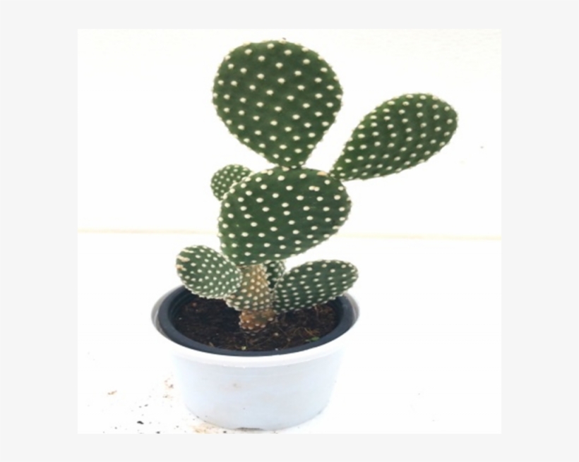 Opuntia Microdasys Cactus Plant - Bunny Ears Cactus Hd, transparent png