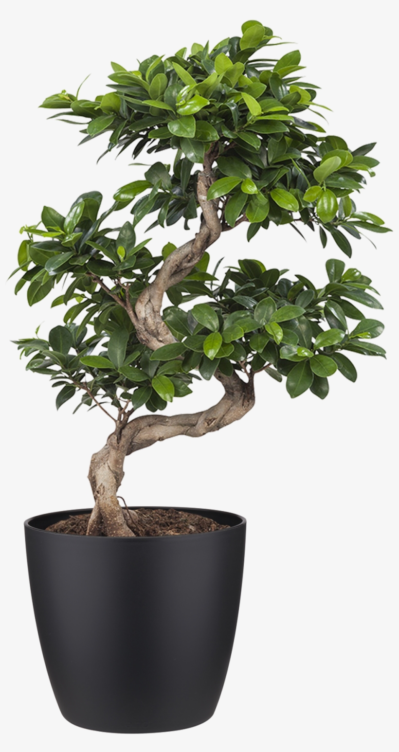 £44,95 - 🔍 - Previous - Next - Indoor Plant - Ficus Ginseng Bonsai, transparent png