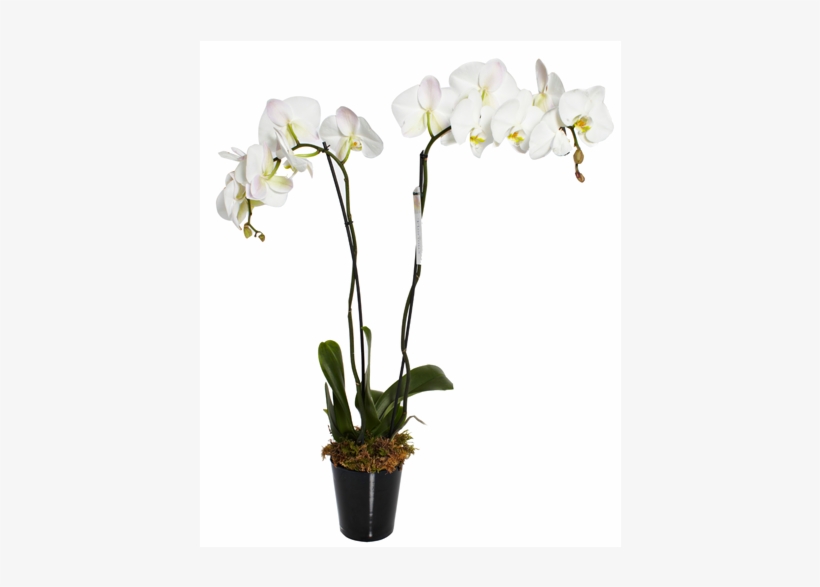 Orchids - Moth Orchid, transparent png