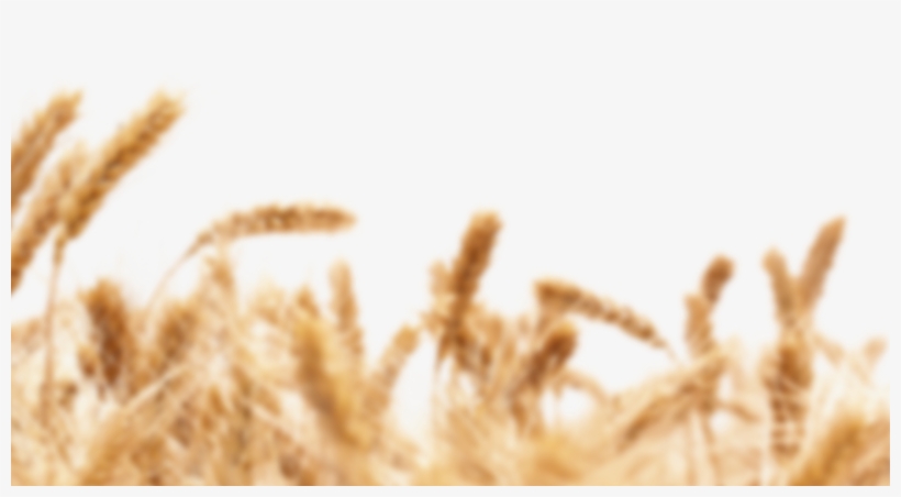Bridging The Gap Between Kombucha And Beer - Wheat Gmo, transparent png