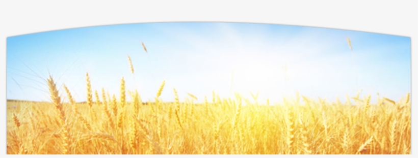 Field, transparent png