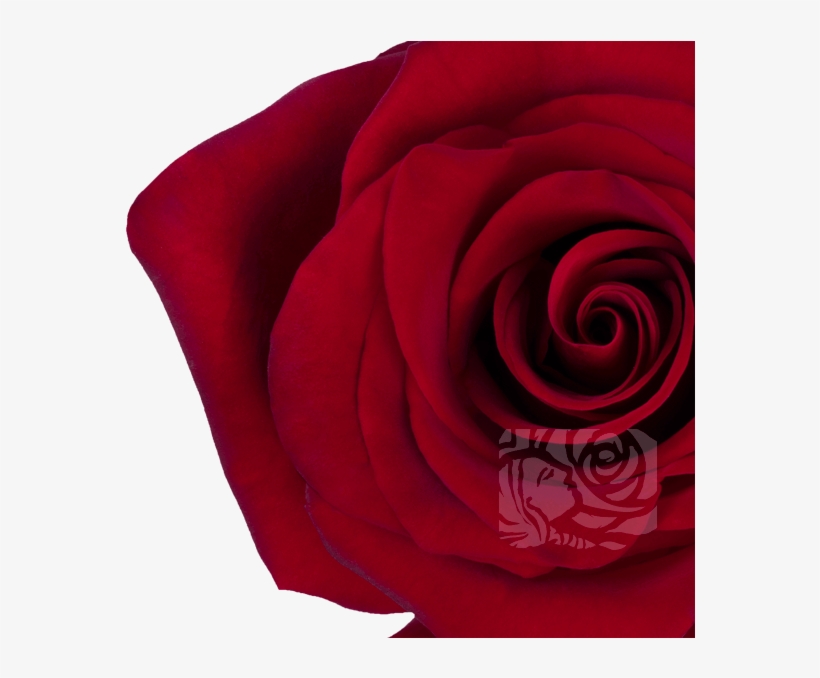 Deep Red Roses - Floribunda, transparent png