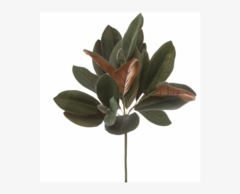 478108 - Mexican Pinyon, transparent png