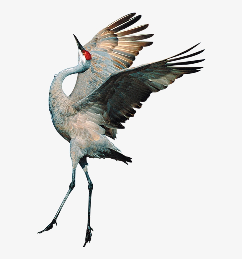 Sandhill Crane Clipart Transparent - Transparent Background Crane Bird Png, transparent png