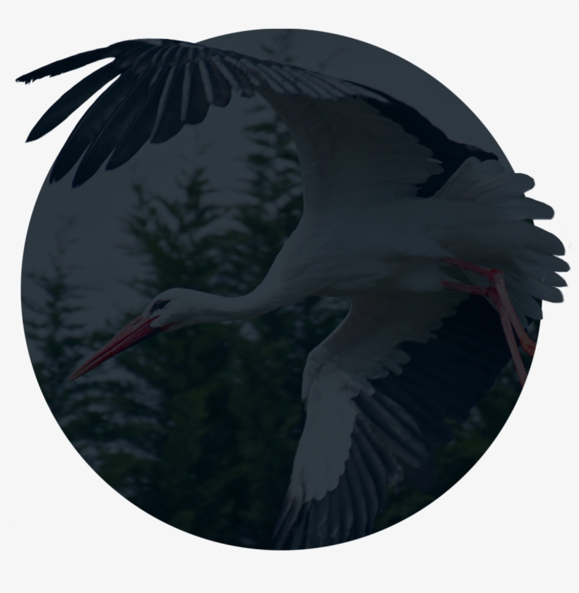 Mute - White Stork, transparent png