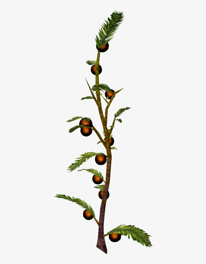 American Larch, transparent png