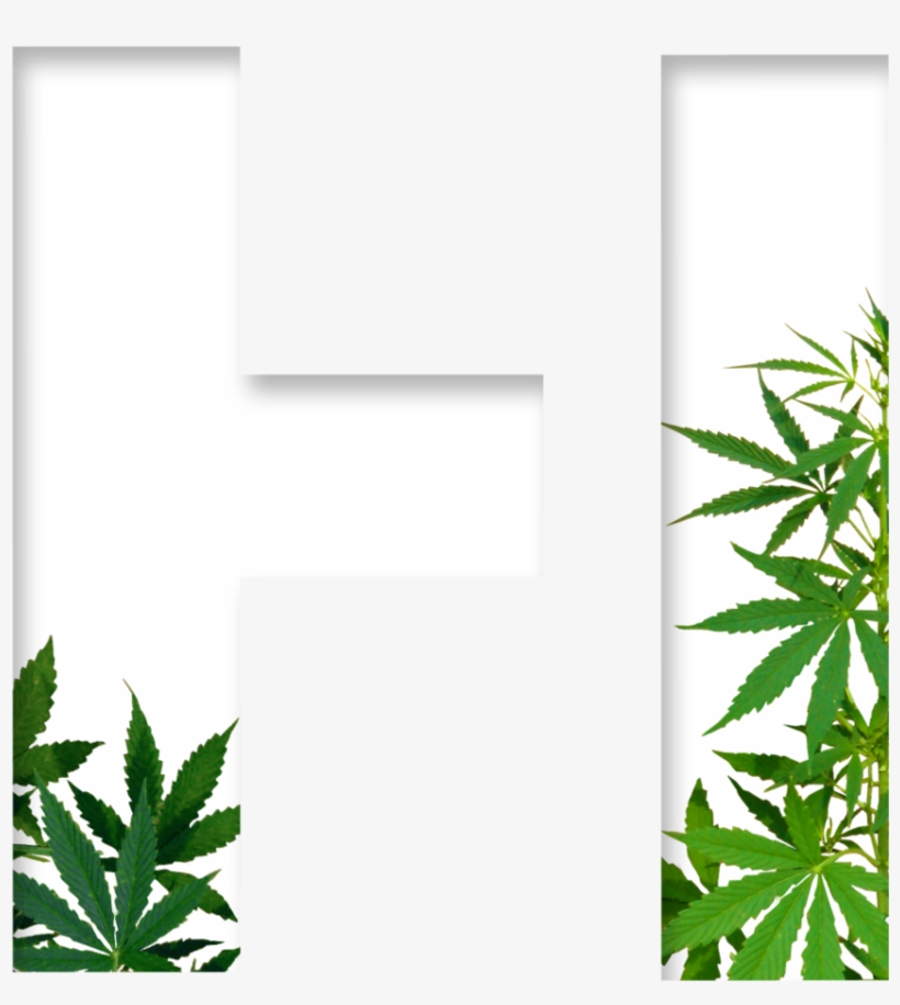 Holistics - Cannabis Sativa Png, transparent png