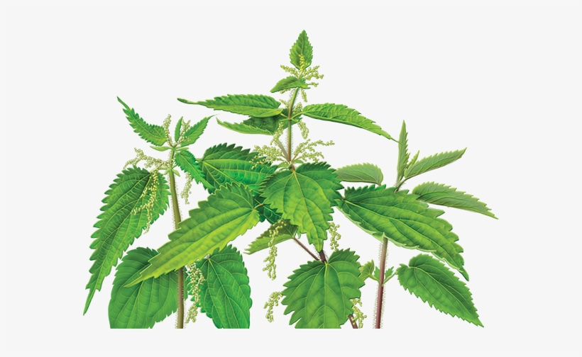 Nettle Png - Stinging Nettle Png, transparent png