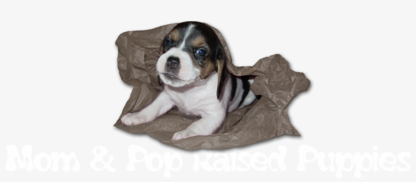 Mom & Pop Raised Puppies - Beaglier, transparent png