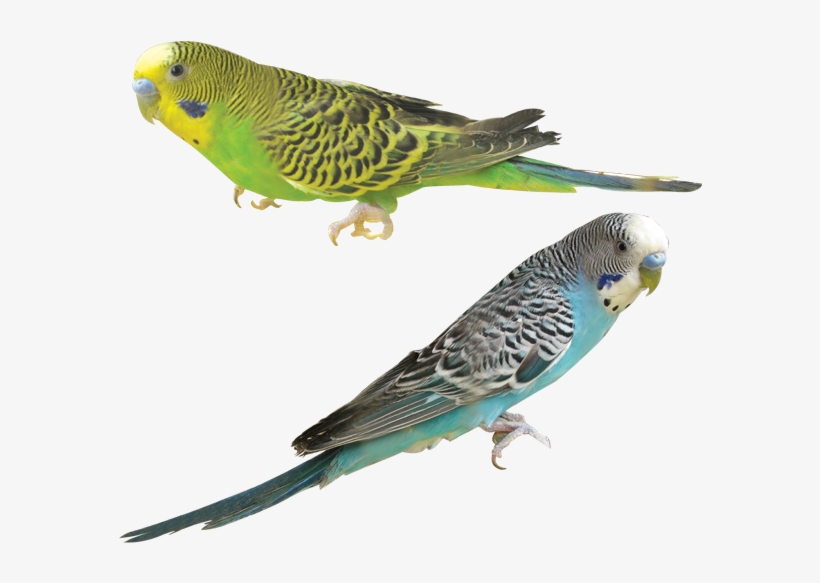 各 种 鸟 的 图片, transparent png