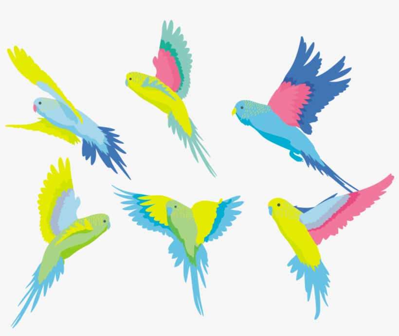 Budgerigar Parakeet Clip Art Colored Ⓒ - Budgerigar, transparent png