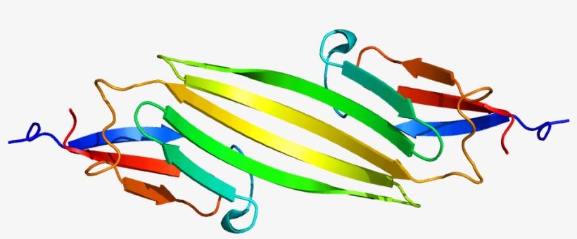 Protein Cryab Pdb 2klr - Ab Crystallin, transparent png