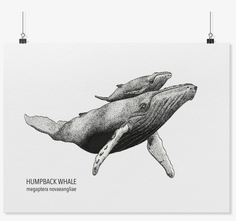 Load Image Into Gallery Viewer, Humpback Whale Art - Humpback Whale, transparent png