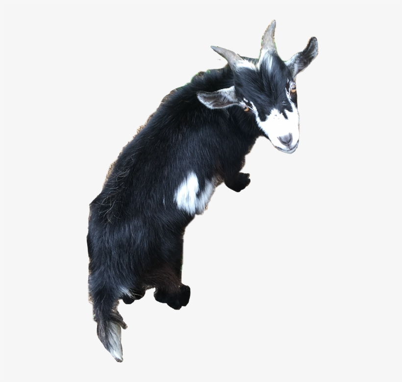 Goat, transparent png