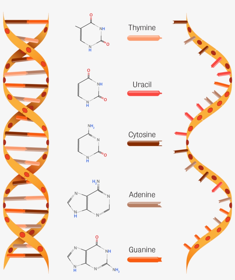 Structure Of Dna And Rna - Rna Structure, transparent png