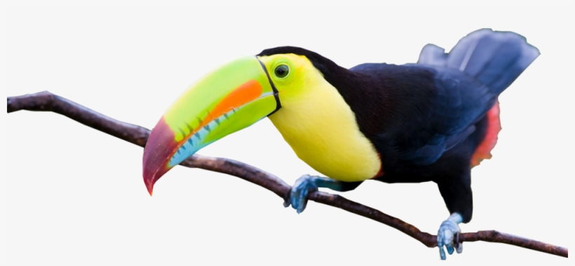 Share This Image - Tucan Psd, transparent png