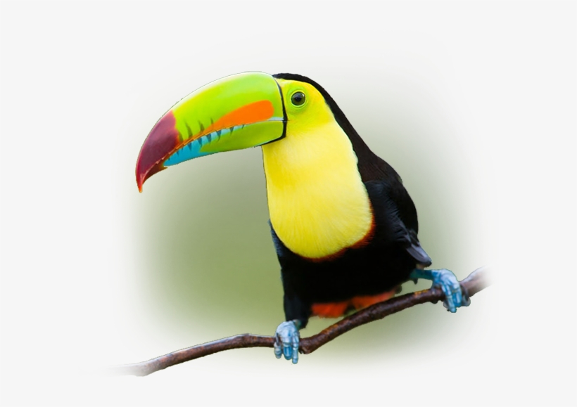 Southern Pacific - Toucan, transparent png