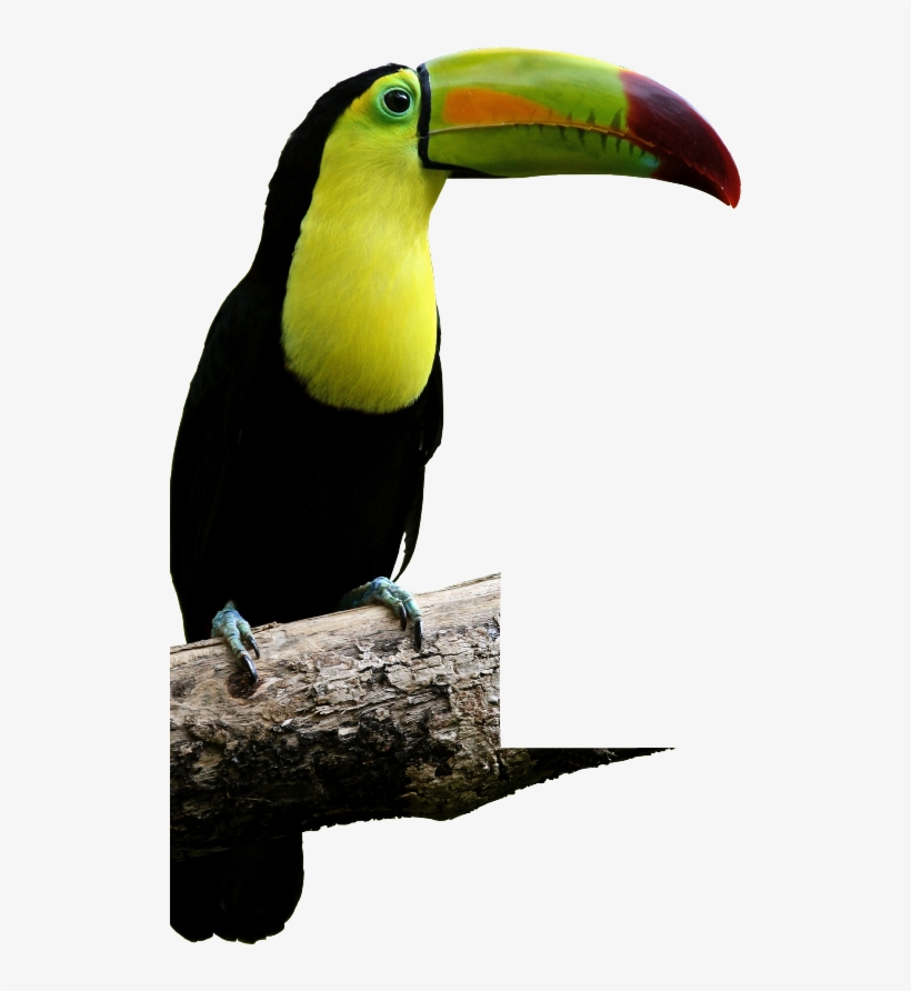 Malocas - Tucan Con Fondo Transparente, transparent png