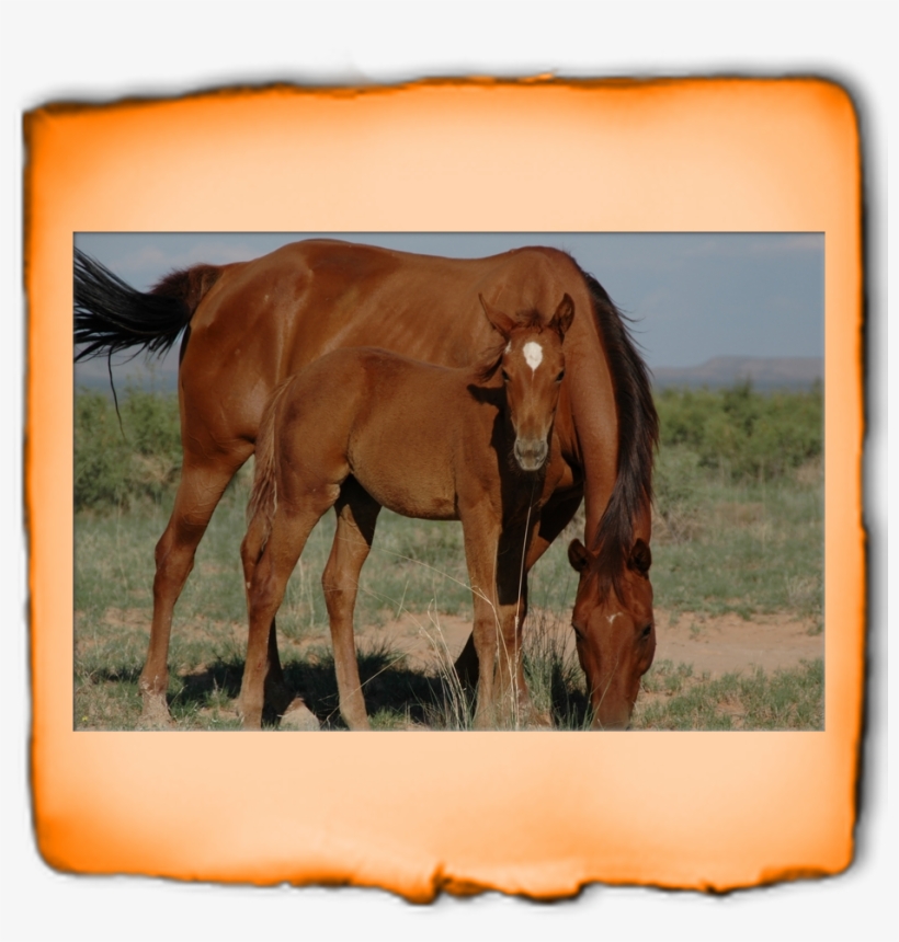 Click Here Or The Better Business Bureau Logo To View - Lerchnerhof, transparent png