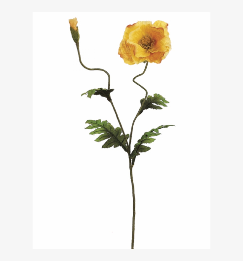 28" Poppy Spray X2 With 1 Flower And 1 Bud Yellow - Garden Roses, transparent png