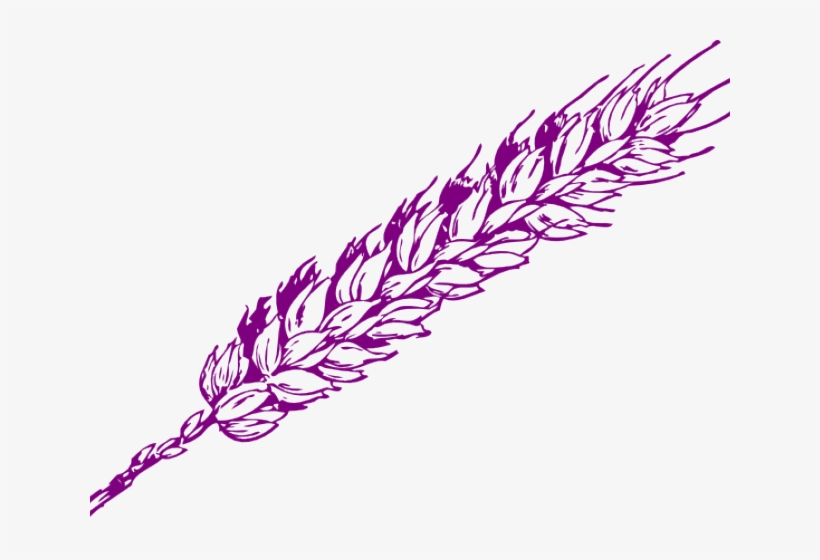 Drawn Wheat Vector - Wheat Clip Art, transparent png