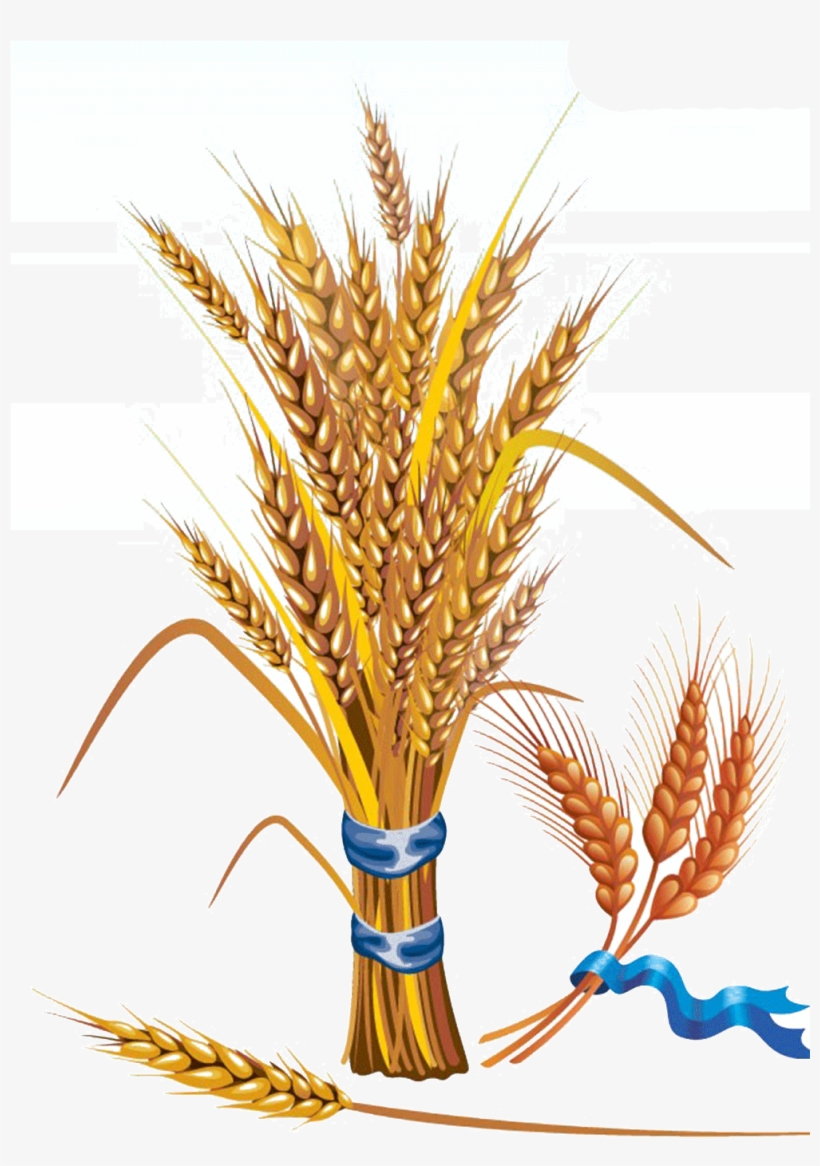 Wheat Clipart Feather - Wheat Vector, transparent png