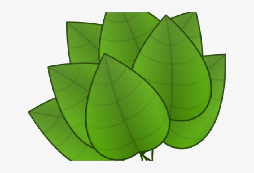 Foliage Clipart Rainforest Leave - Parts Of The Plants Leaf, transparent png