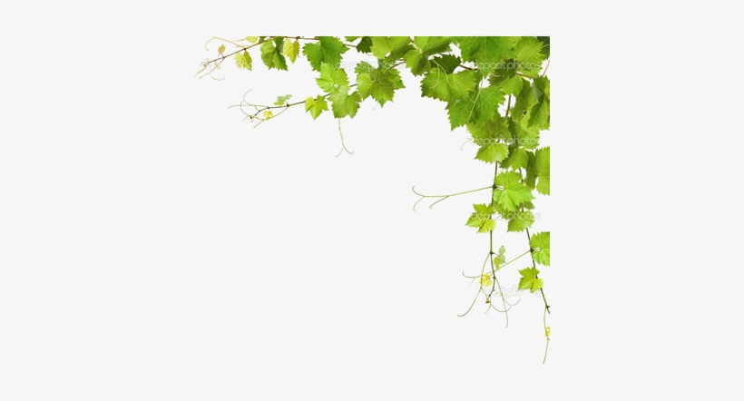 Leaf Vine Png Download - Grapes Leaves Png, transparent png
