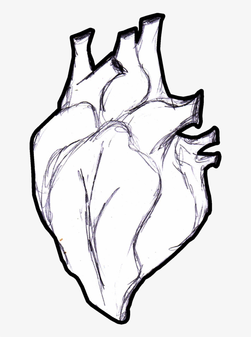 Clip Freeuse Stock Real Human Heart Drawing At Getdrawings - Drawing, transparent png